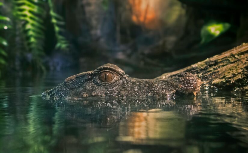 les meilleurs endroits pour voir des crocodiles