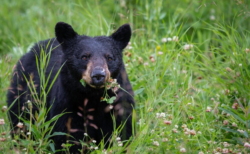 Où peut-on observer les ours noirs ?