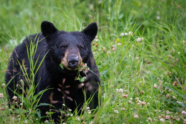 Où peut-on observer les ours noirs ?