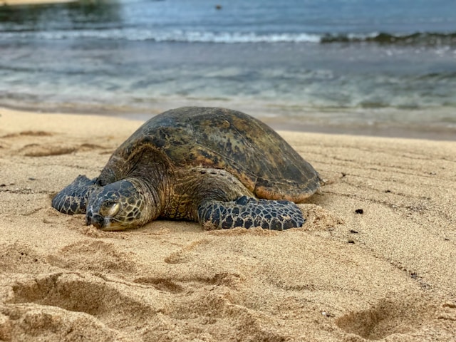 Observer les tortues