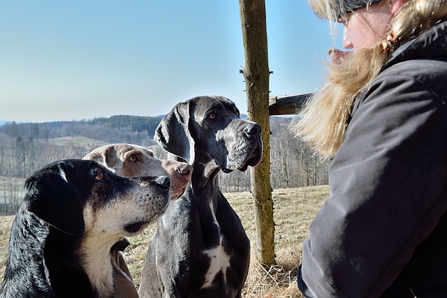 Chiens pour les séniors