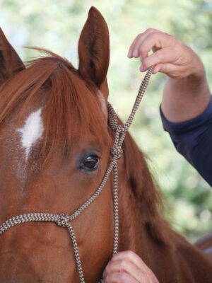 side pull de son cheval