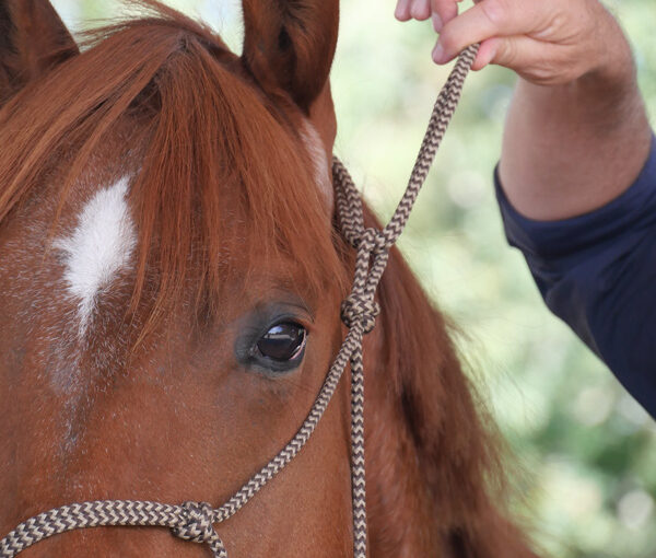 side pull de son cheval