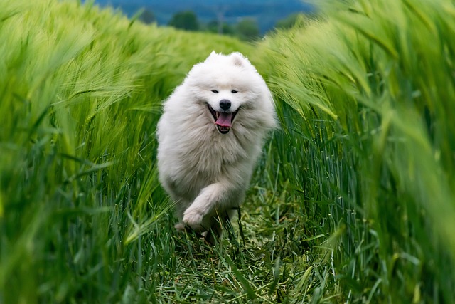 Promenades pour chien