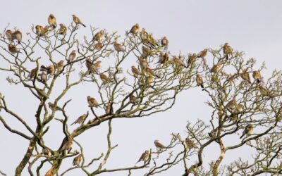 La migration des oiseaux