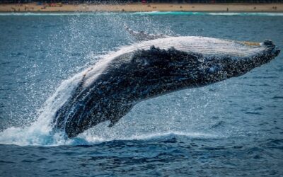 Espèces de baleines