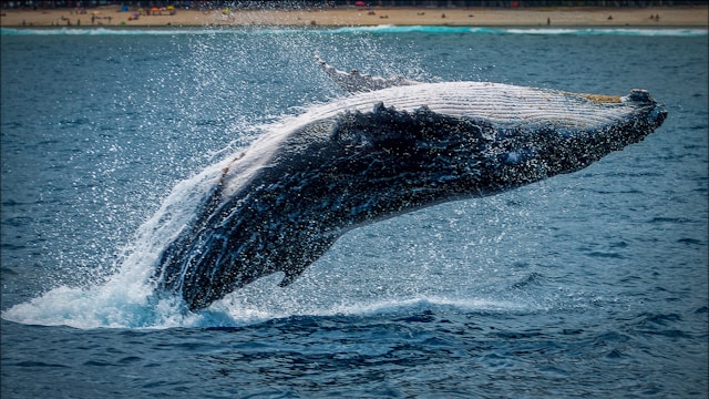 Espèces de baleines