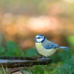 Les oiseaux de votre jardin