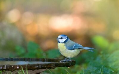 Les oiseaux de votre jardin