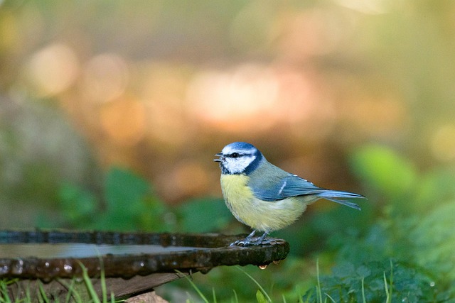 Les oiseaux de votre jardin