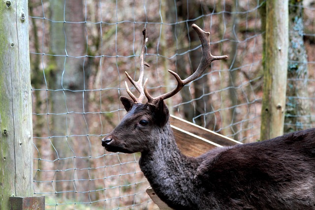 Parcs animaliers