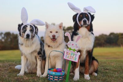 races de chiens