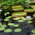 Jardin aquatique