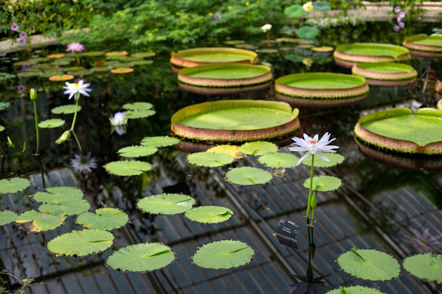 Jardin aquatique