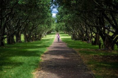 Chemin arboré avec une personne à vélo sous un ciel partiellement nuageux