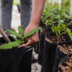 Planter couramment