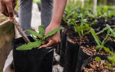 Planter couramment