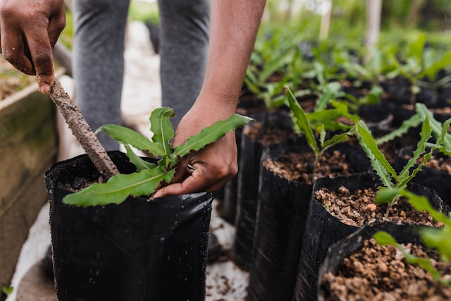 Planter couramment